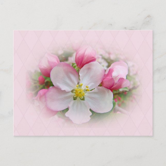 Carte Postale Apple Blossom Time (Devant)
