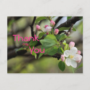Carte postale Apple Blossoms - personnaliser à tou