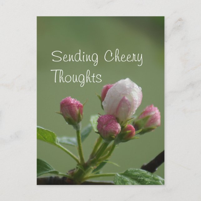 Carte postale Apple Buds - personnaliser (Devant)