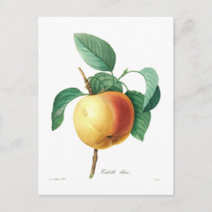 Carte Postale Apple 'Calville blanc'
