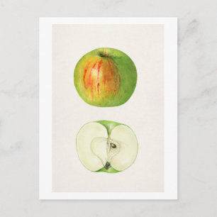 Carte Postale Apple (Malus Domestica) par Mary Daisy Arnold