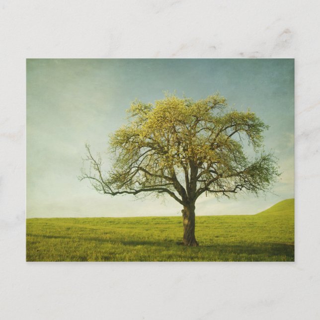 Carte Postale application (Devant)