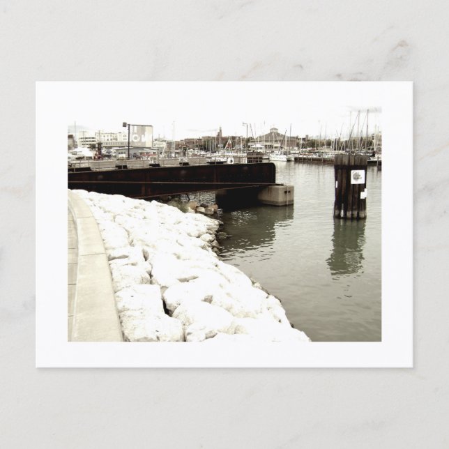 Carte Postale Approachable Wolf Post Card Print (Devant)