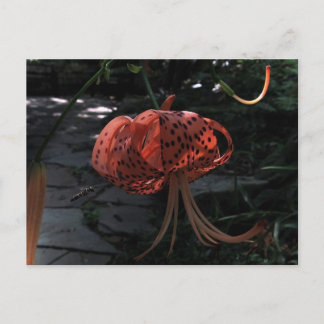 Carte Postale Approche finale