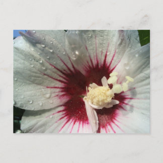 Carte Postale Après la pluie