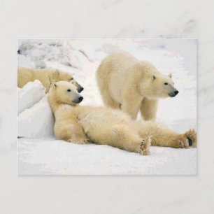 Carte Postale Après Le Dîner Ours