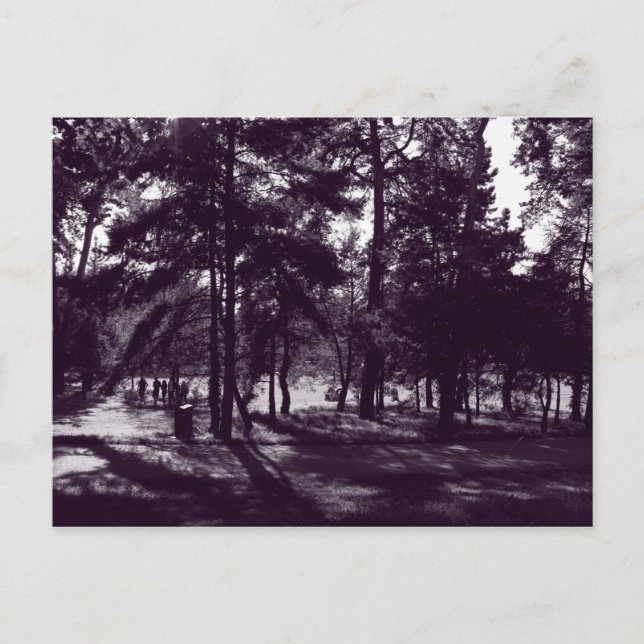 Carte Postale Après-midi dans le parc (Purple Toned BW) (Devant)