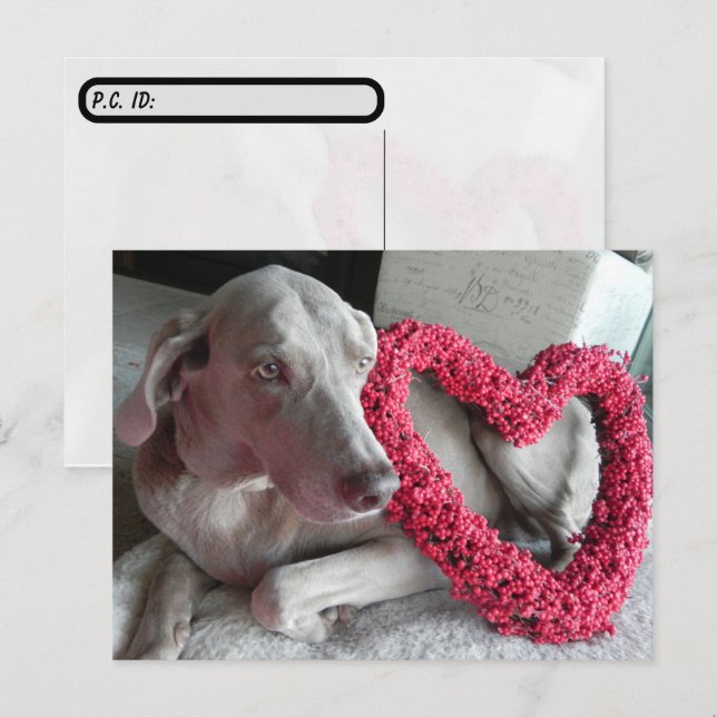 Carte Postale Après-traversée pluie le Weimaraner's I Heart You (Devant / Derrière)