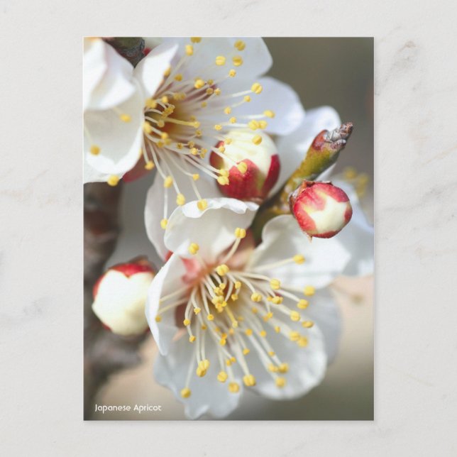 Carte Postale Apricot japonais [Carte postale] (Devant)