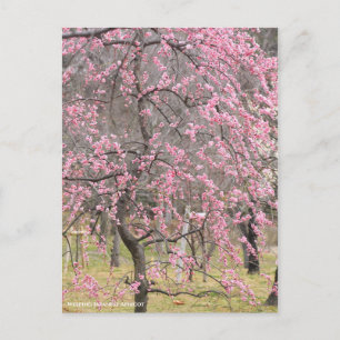 Carte Postale Apricot japonais en pleurs [Carte postale]