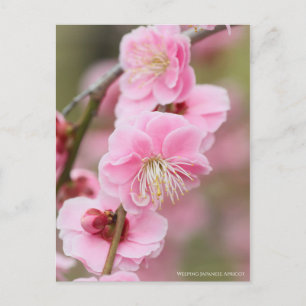 Carte Postale Apricot japonais en pleurs [Carte postale]