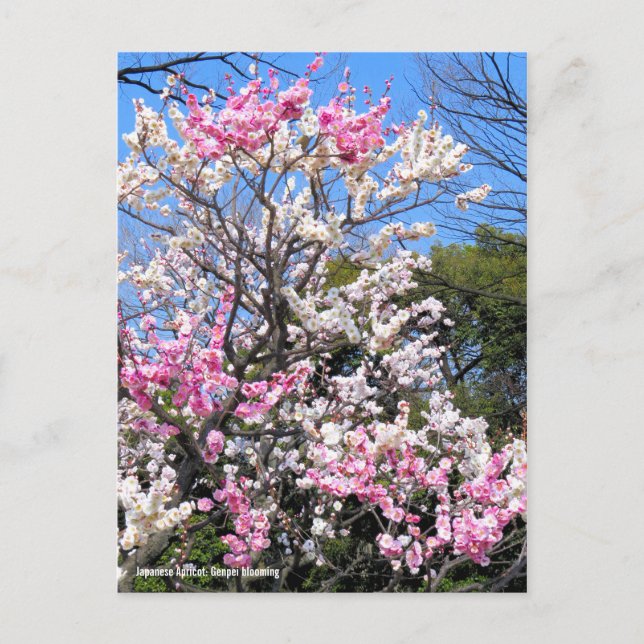 Carte Postale Apricot japonais (Ume : Genpei floroming) [Carte p (Devant)