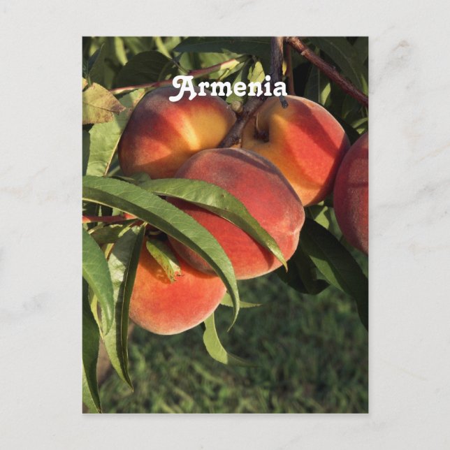 Carte Postale Apricots arméniens (Devant)