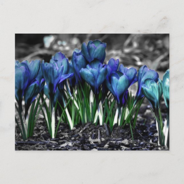 Carte Postale Aqua Blue Crocus Blooms (Devant)