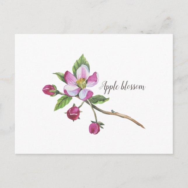 Carte Postale Aquarelle Apple Blossom Botanique (Devant)