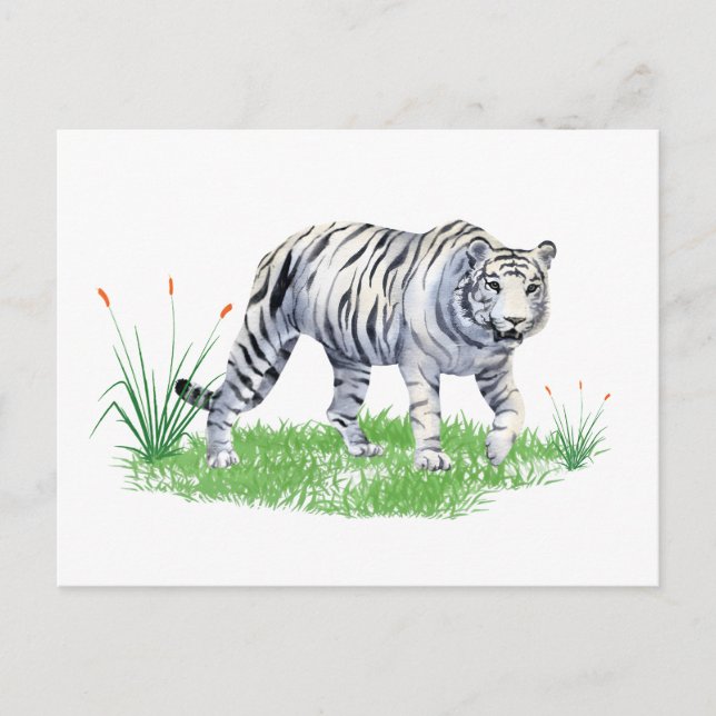 Carte Postale Aquarelle Beau tigre blanc (Devant)