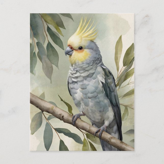 Carte Postale Aquarelle Cockatiel Eucalyptus Tree (Devant)