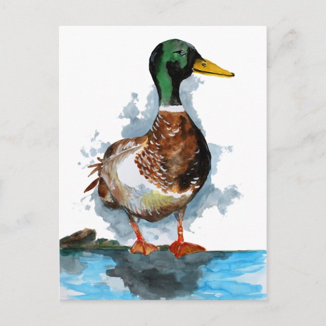 Carte Postale Aquarelle de canard de Mallard (Devant)