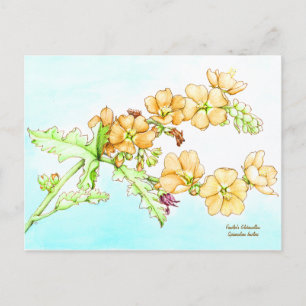 Carte Postale Aquarelle de fleur sauvage botanique, globemallow
