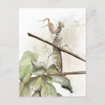Aquarelle de Pray Mantis