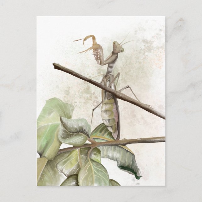 Carte Postale Aquarelle de Pray Mantis (Devant)