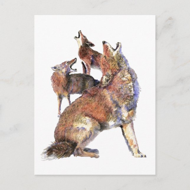 Carte Postale Aquarelle Howling Coyotes Animal Nature Art (Devant)