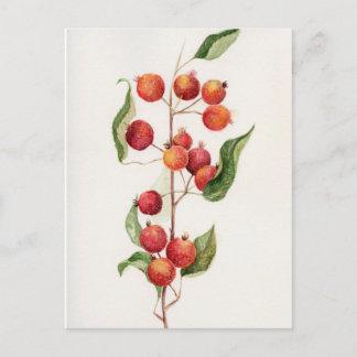 Carte Postale Aquarelle petite pomme branche