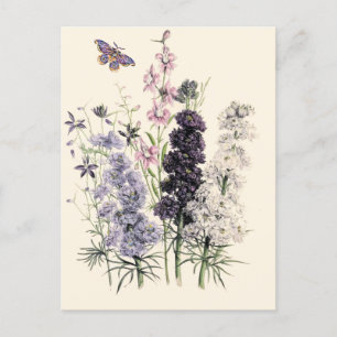 Carte Postale Aquarelle violet, Fleurs de Jardin Rose, Papillon