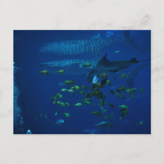 Carte Postale Aquarium