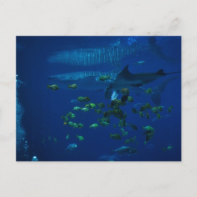 Carte Postale Aquarium (Devant)