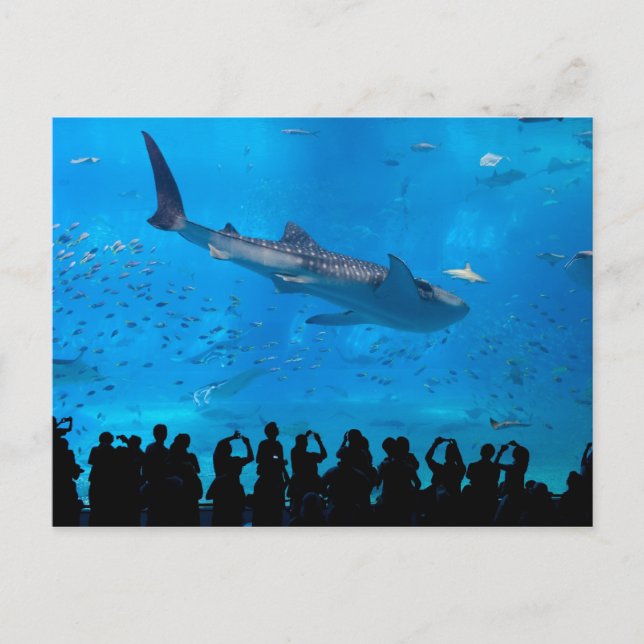 Carte Postale Aquarium (Devant)