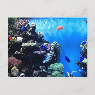 Carte Postale Aquarium