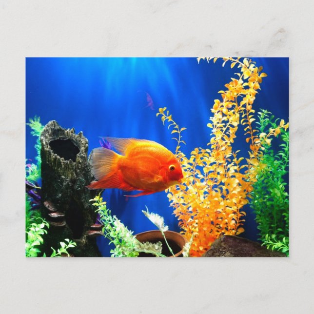 Carte Postale Aquarium aquarium aquarium (Devant)
