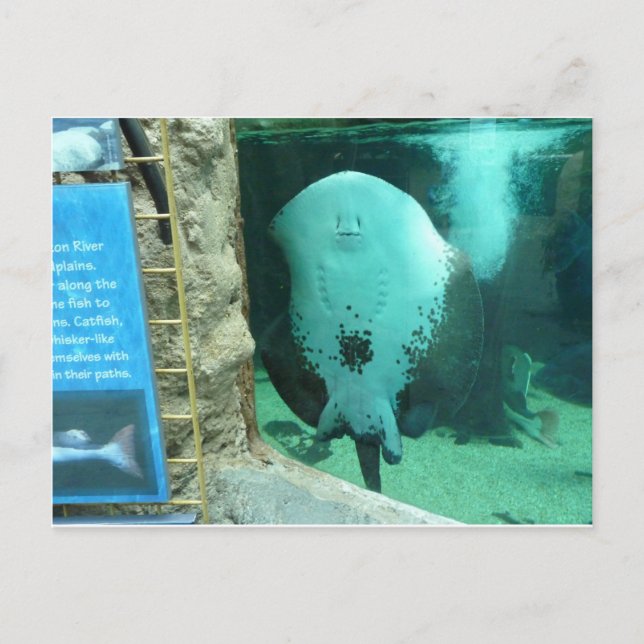 Carte Postale Aquarium Audubon des Amériques, Nouvelle-Orléans (Devant)