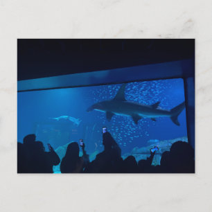 Carte Postale Aquarium Bassin des Requins Exposition 