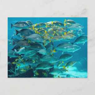 Carte Postale Aquarium de poissons de l'Atlantide