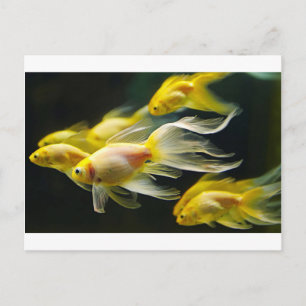 Carte Postale Aquarium Fancy Jaune Poisson d'or