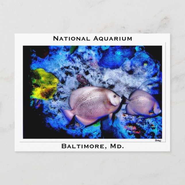 Carte Postale Aquarium National, Baltimore, Md. (Devant)