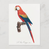 Ara Canga Parrot
