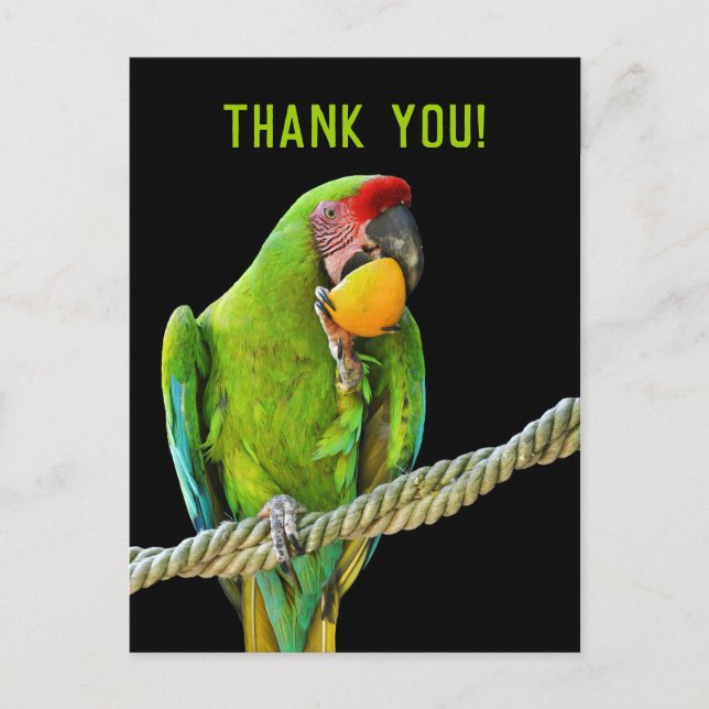 Carte Postale Ara Militaris Green Parrot (Devant)