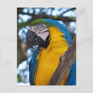 Carte Postale Ara tropical vert jaune et bleu