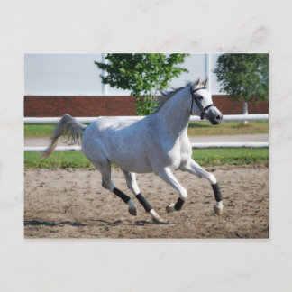 Carte Postale Arabe 1