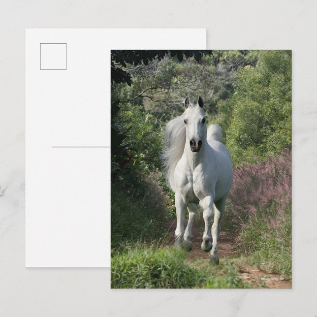 Carte Postale Arabe Gris Courant Sur Le Chemin Avec Fleurs (Devant / Derrière)