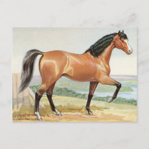 Carte Postale Arabian Bay Horse - Aquarelle Vintage