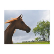 Carte postale 'Arabian Breeze'