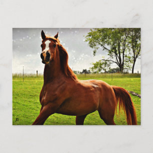 Carte postale 'Arabian Dreamz'