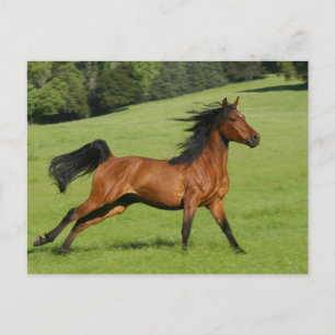 Carte postale Arabian Horse