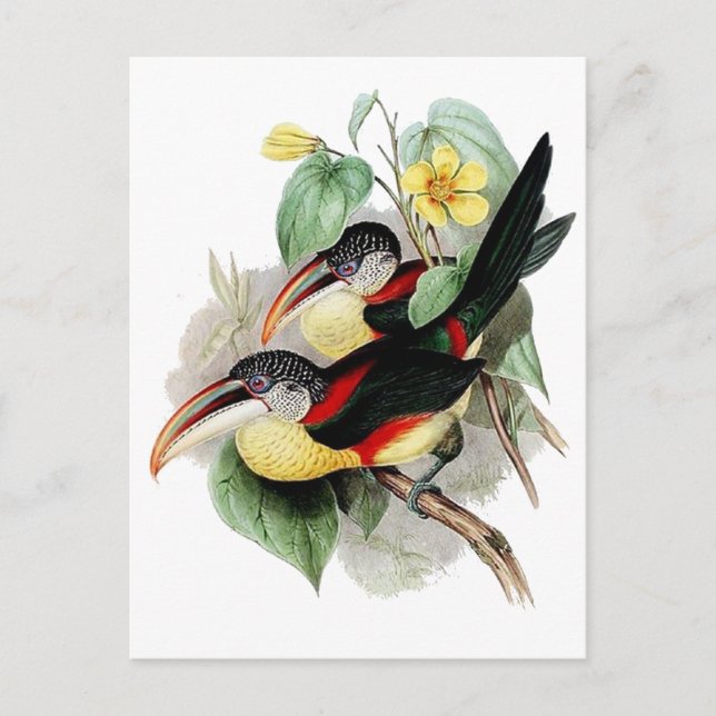 Carte Postale Aracari à crampons (Devant)