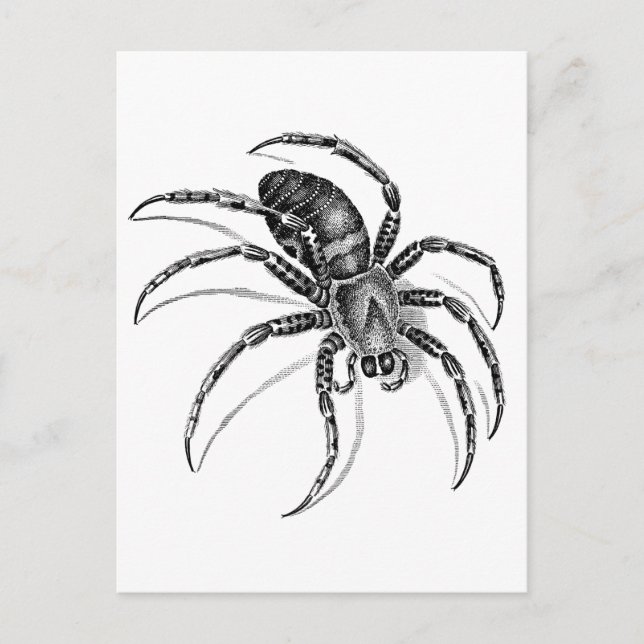 Carte Postale Araignée (Devant)