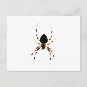 Carte Postale Araignée